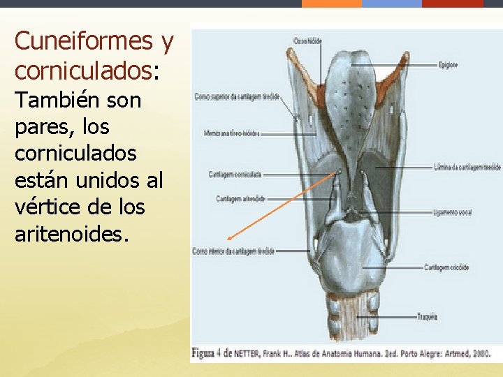 Cuneiformes y corniculados: También son pares, los corniculados están unidos al vértice de los