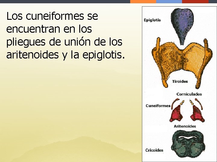 Los cuneiformes se encuentran en los pliegues de unión de los aritenoides y la