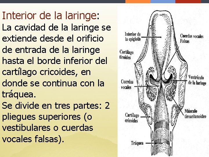 Interior de la laringe: La cavidad de la laringe se extiende desde el orificio