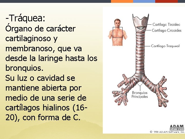 -Tráquea: Órgano de carácter cartilaginoso y membranoso, que va desde la laringe hasta los
