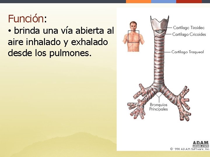 Función: • brinda una vía abierta al aire inhalado y exhalado desde los pulmones.