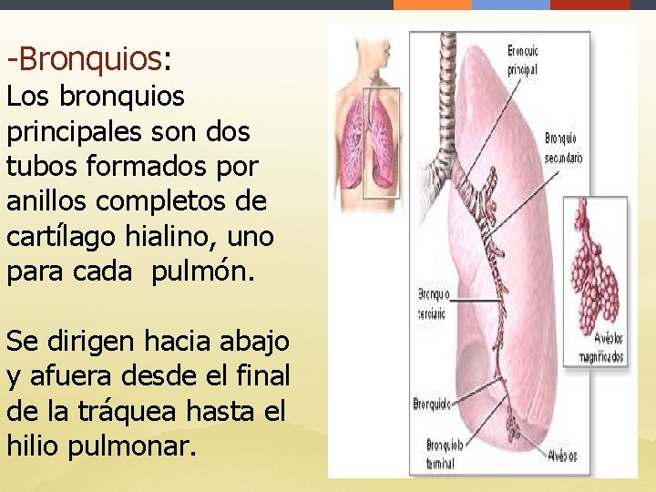 -Bronquios: Los bronquios principales son dos tubos formados por anillos completos de cartílago hialino,