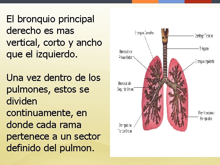 El bronquio principal derecho es mas vertical, corto y ancho que el izquierdo. Una