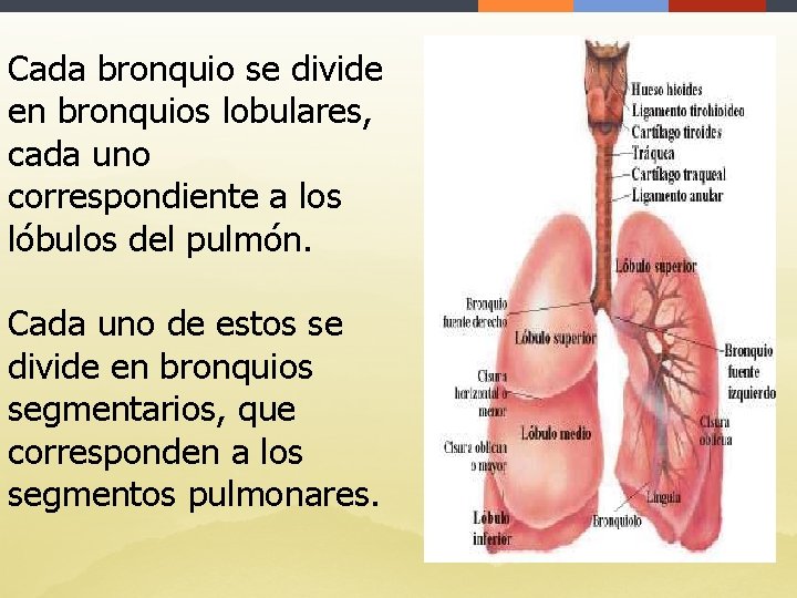 Cada bronquio se divide en bronquios lobulares, cada uno correspondiente a los lóbulos del