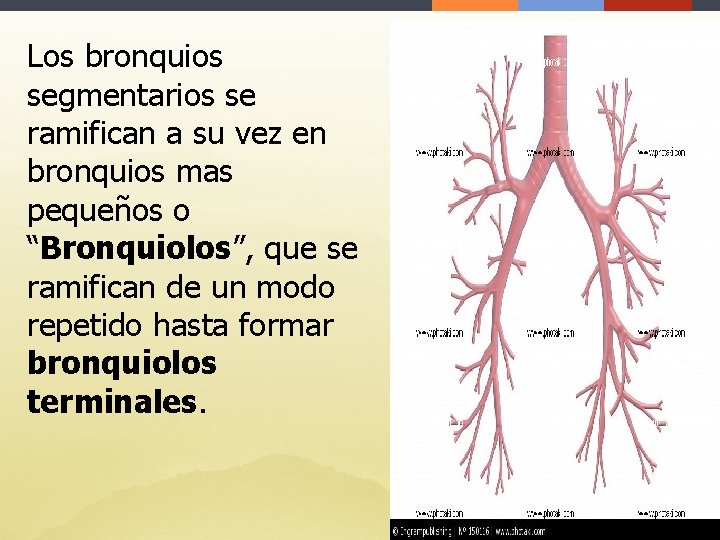 Los bronquios segmentarios se ramifican a su vez en bronquios mas pequeños o “Bronquiolos”,