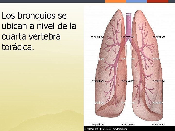 Los bronquios se ubican a nivel de la cuarta vertebra torácica. 