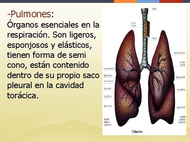 -Pulmones: Órganos esenciales en la respiración. Son ligeros, esponjosos y elásticos, tienen forma de