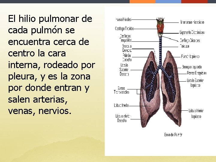 El hilio pulmonar de cada pulmón se encuentra cerca de centro la cara interna,