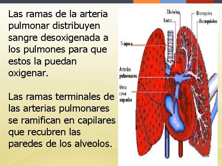 Las ramas de la arteria pulmonar distribuyen sangre desoxigenada a los pulmones para que
