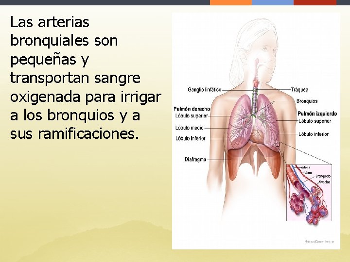 Las arterias bronquiales son pequeñas y transportan sangre oxigenada para irrigar a los bronquios