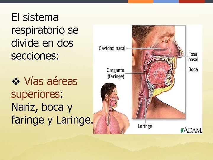 El sistema respiratorio se divide en dos secciones: v Vías aéreas superiores: Nariz, boca