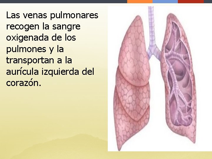 Las venas pulmonares recogen la sangre oxigenada de los pulmones y la transportan a