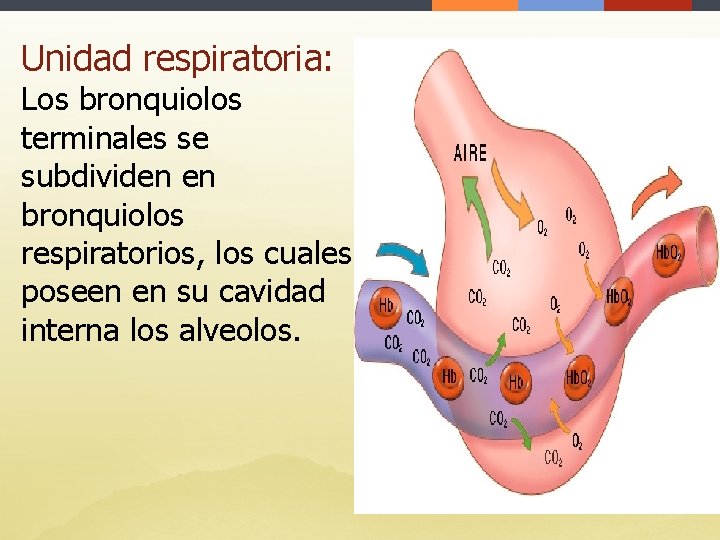 Unidad respiratoria: Los bronquiolos terminales se subdividen en bronquiolos respiratorios, los cuales poseen en