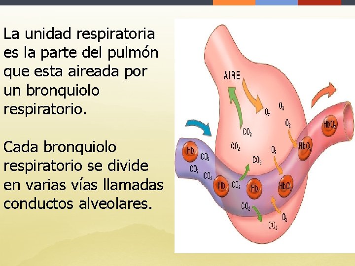 La unidad respiratoria es la parte del pulmón que esta aireada por un bronquiolo