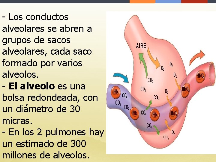 - Los conductos alveolares se abren a grupos de sacos alveolares, cada saco formado