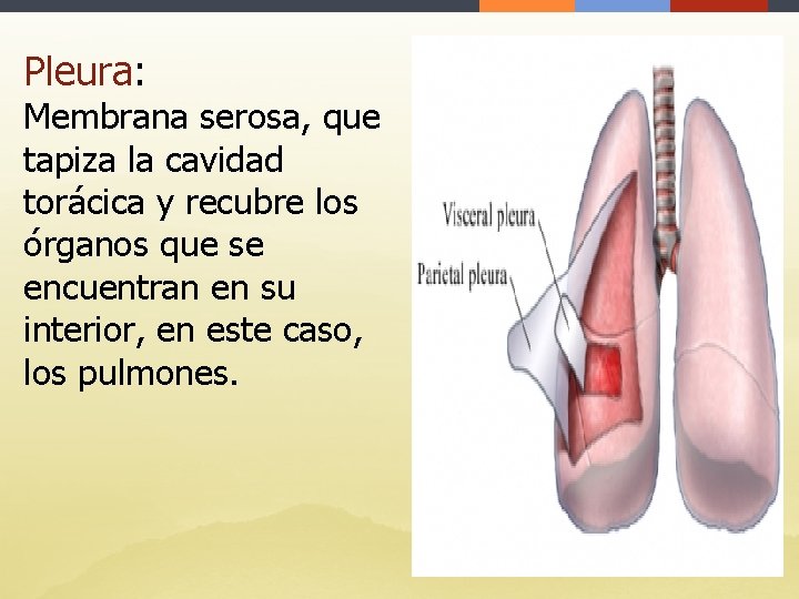 Pleura: Membrana serosa, que tapiza la cavidad torácica y recubre los órganos que se