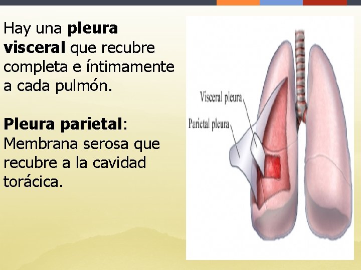 Hay una pleura visceral que recubre completa e íntimamente a cada pulmón. Pleura parietal: