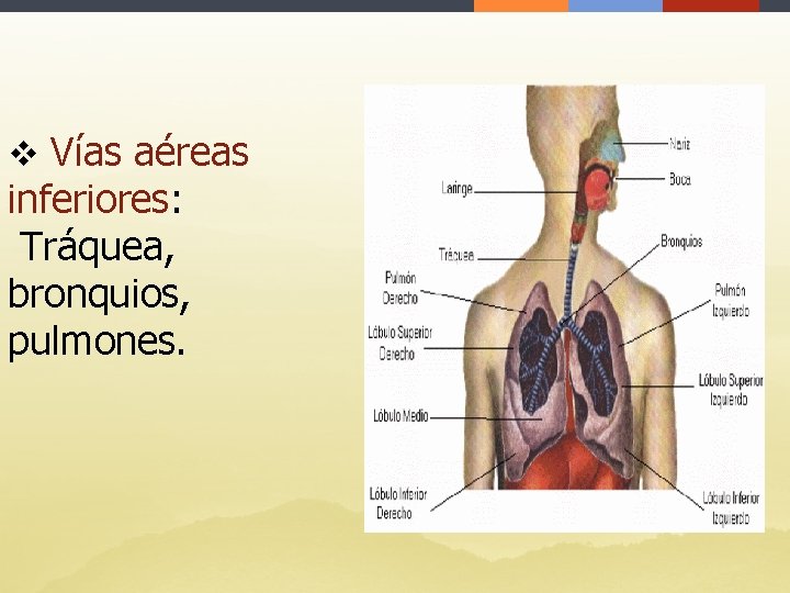 v Vías aéreas inferiores: Tráquea, bronquios, pulmones. 