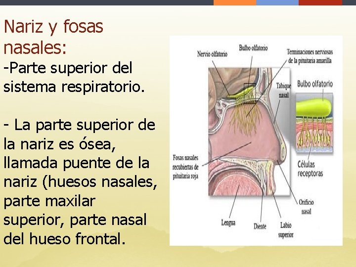 Nariz y fosas nasales: -Parte superior del sistema respiratorio. - La parte superior de