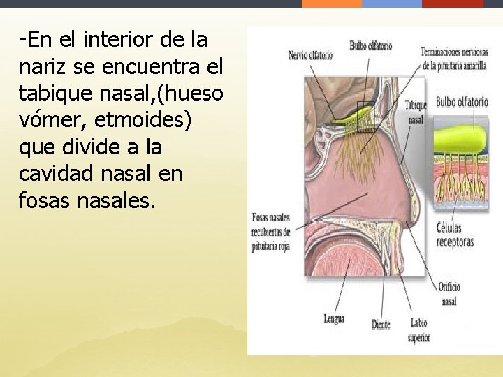 -En el interior de la nariz se encuentra el tabique nasal, (hueso vómer, etmoides)