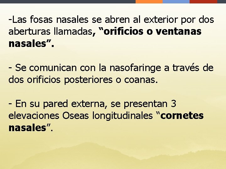 -Las fosas nasales se abren al exterior por dos aberturas llamadas, “orificios o ventanas