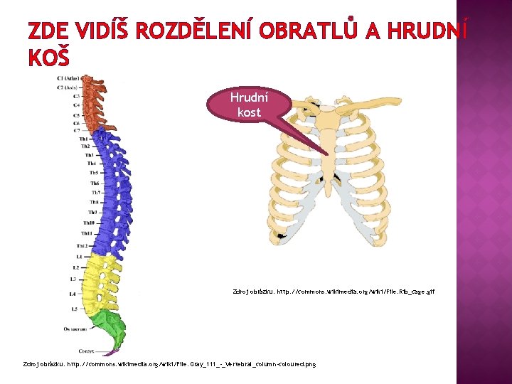 ZDE VIDÍŠ ROZDĚLENÍ OBRATLŮ A HRUDNÍ KOŠ Hrudní kost Zdroj obrázku: http: //commons. wikimedia. ZDE VIDÍŠ ROZDĚLENÍ OBRATLŮ A HRUDNÍ KOŠ Hrudní kost Zdroj obrázku: http: //commons. wikimedia.