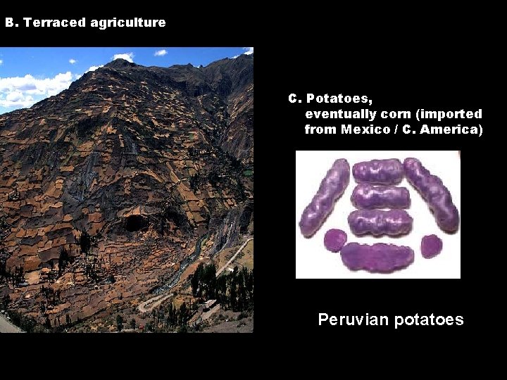 B. Terraced agriculture C. Potatoes, eventually corn (imported from Mexico / C. America) Peruvian