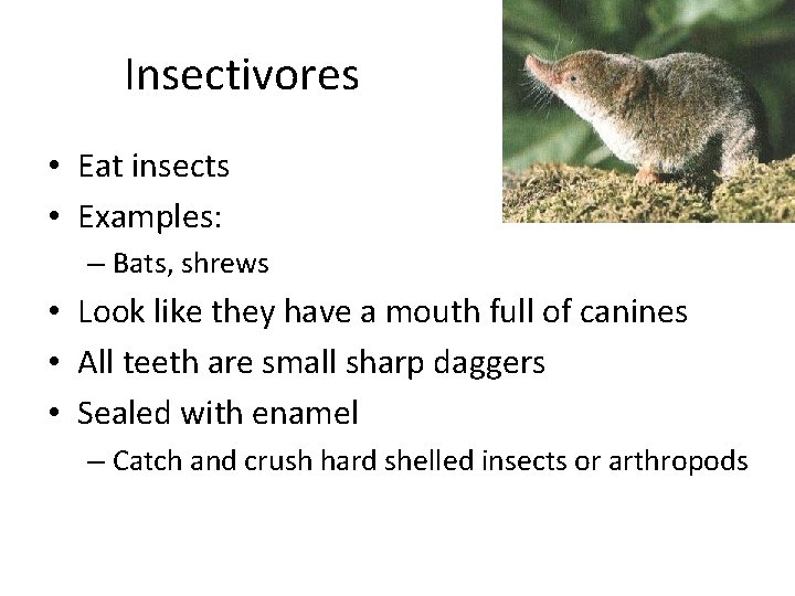 Insectivores • Eat insects • Examples: – Bats, shrews • Look like they have