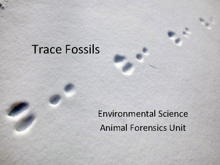 Trace Fossils Environmental Science Animal Forensics Unit 