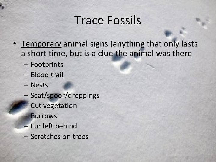Trace Fossils • Temporary animal signs (anything that only lasts a short time, but
