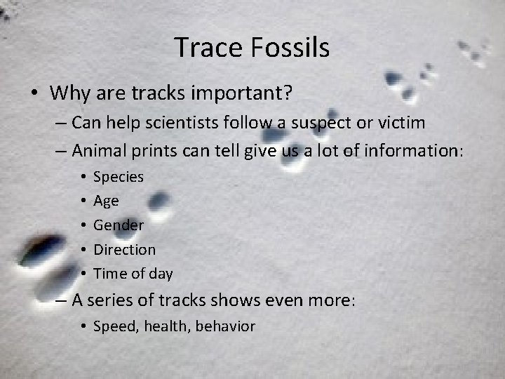 Trace Fossils • Why are tracks important? – Can help scientists follow a suspect