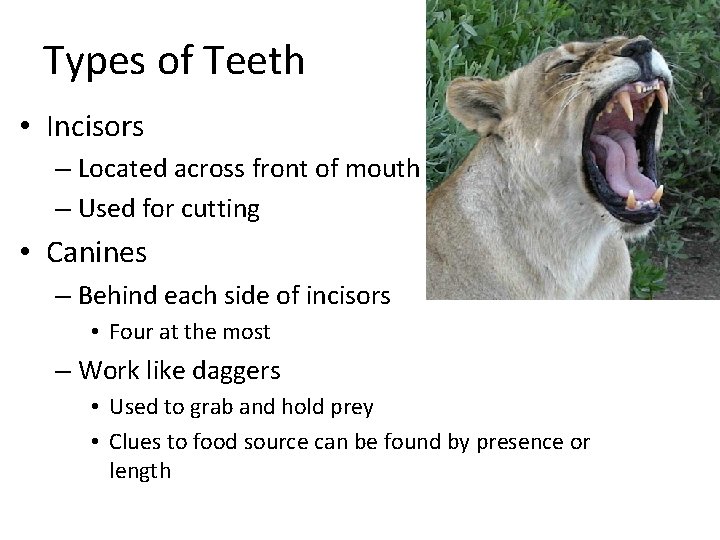 Types of Teeth • Incisors – Located across front of mouth – Used for
