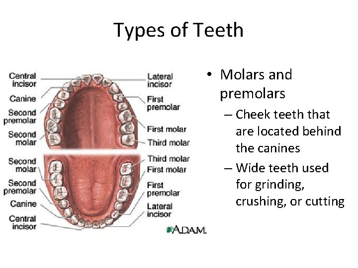 Types of Teeth • Molars and premolars – Cheek teeth that are located behind