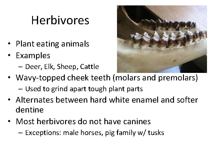 Herbivores • Plant eating animals • Examples – Deer, Elk, Sheep, Cattle • Wavy-topped