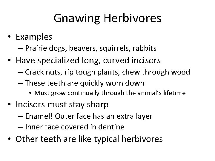 Gnawing Herbivores • Examples – Prairie dogs, beavers, squirrels, rabbits • Have specialized long,