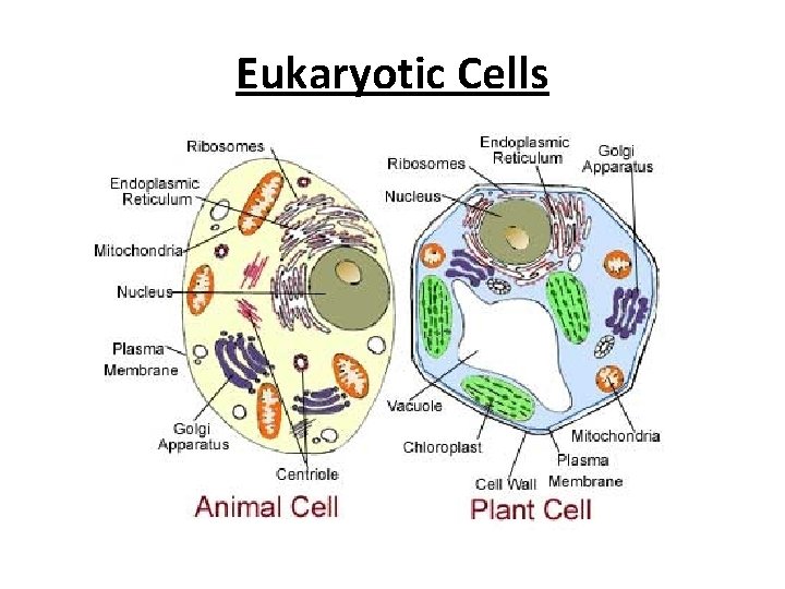 Eukaryotic Cells 