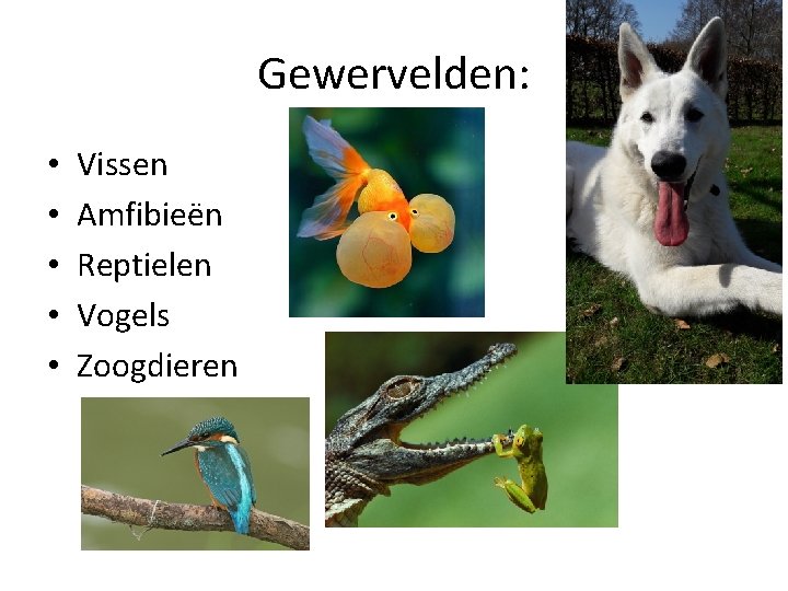 Gewervelden: • • • Vissen Amfibieën Reptielen Vogels Zoogdieren 