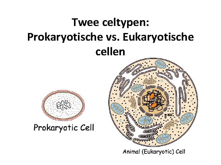 Twee celtypen: Prokaryotische vs. Eukaryotische cellen 