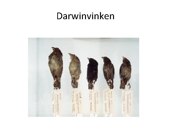 Darwinvinken 