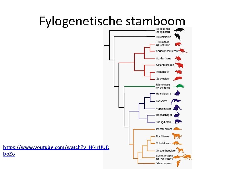 Fylogenetische stamboom https: //www. youtube. com/watch? v=H 6 Ir. UUD bo. Zo 