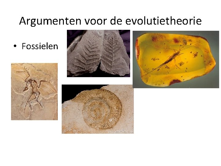 Argumenten voor de evolutietheorie • Fossielen 