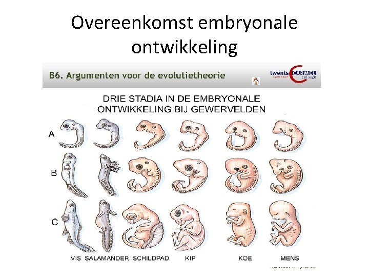 Overeenkomst embryonale ontwikkeling 