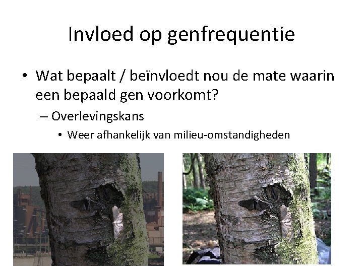 Invloed op genfrequentie • Wat bepaalt / beïnvloedt nou de mate waarin een bepaald