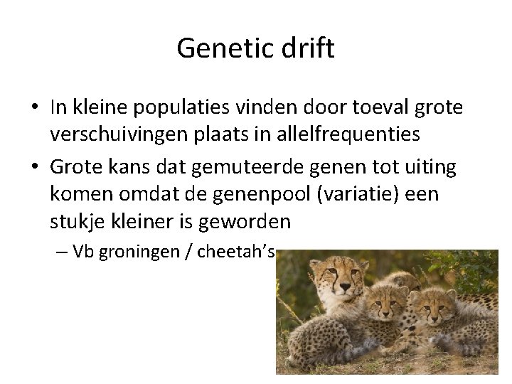 Genetic drift • In kleine populaties vinden door toeval grote verschuivingen plaats in allelfrequenties