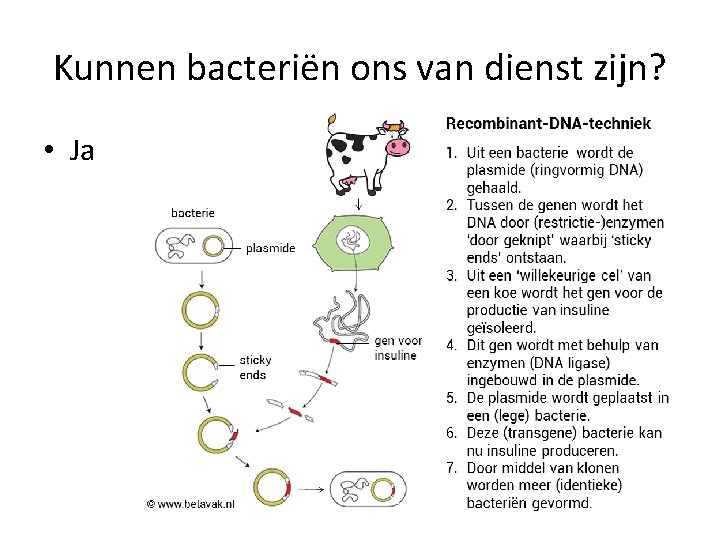 Kunnen bacteriën ons van dienst zijn? • Ja 