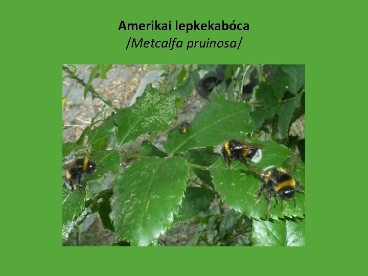 Amerikai lepkekabóca /Metcalfa pruinosa/ 