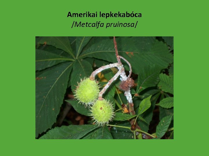 Amerikai lepkekabóca /Metcalfa pruinosa/ 