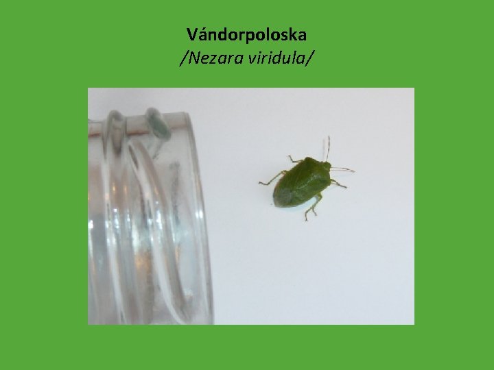 Vándorpoloska /Nezara viridula/ 