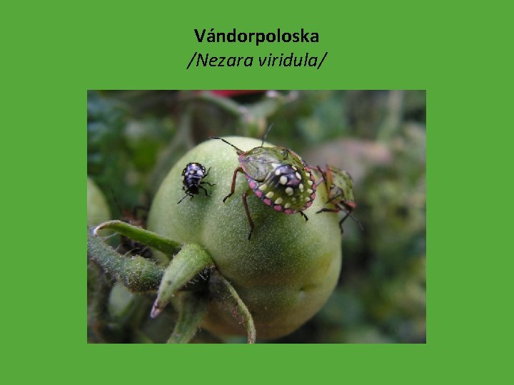 Vándorpoloska /Nezara viridula/ 