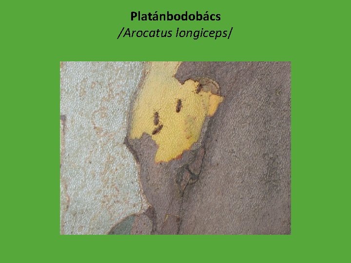 Platánbodobács /Arocatus longiceps/ 